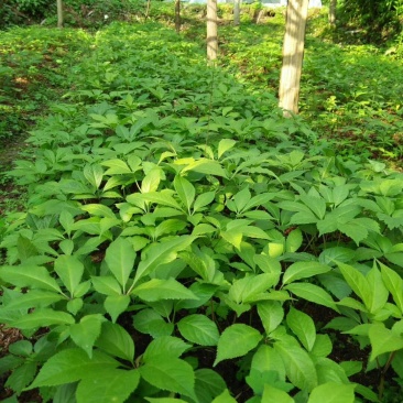 竹节参漂浮种苗，直播种苗有售