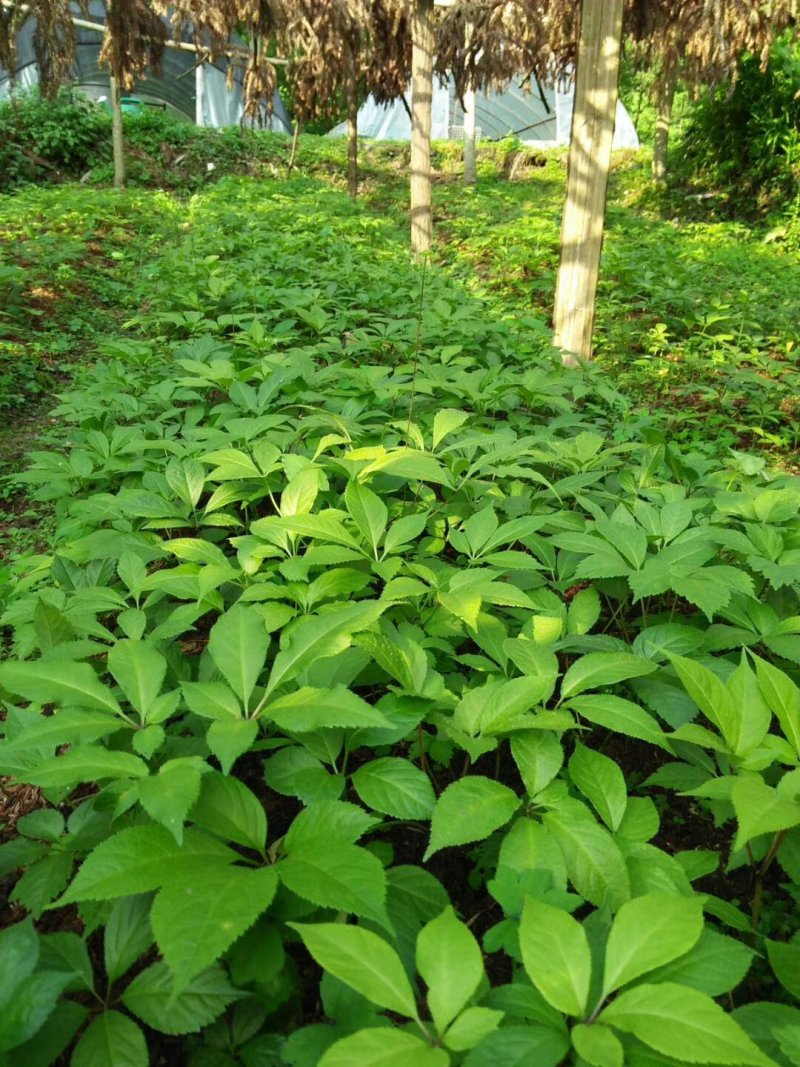 竹节参漂浮种苗，直播种苗有售