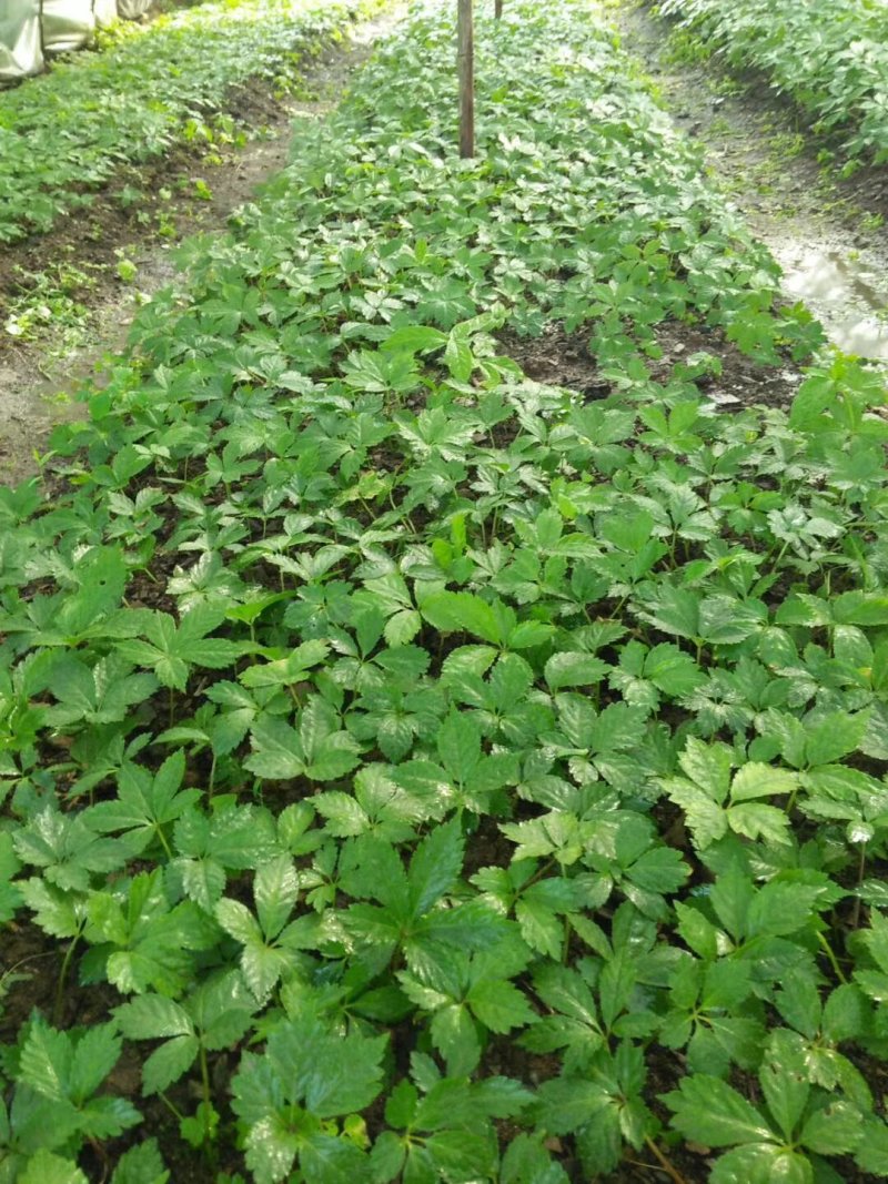 竹节参漂浮种苗，直播种苗有售