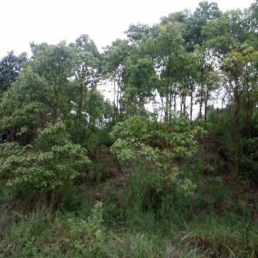 大量出售各种规格优质香樟苗香樟小苗香樟树