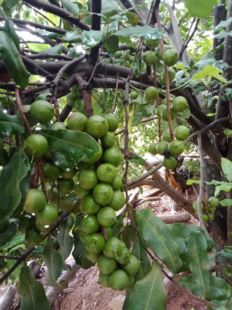 澳洲坚果，夏威夷果