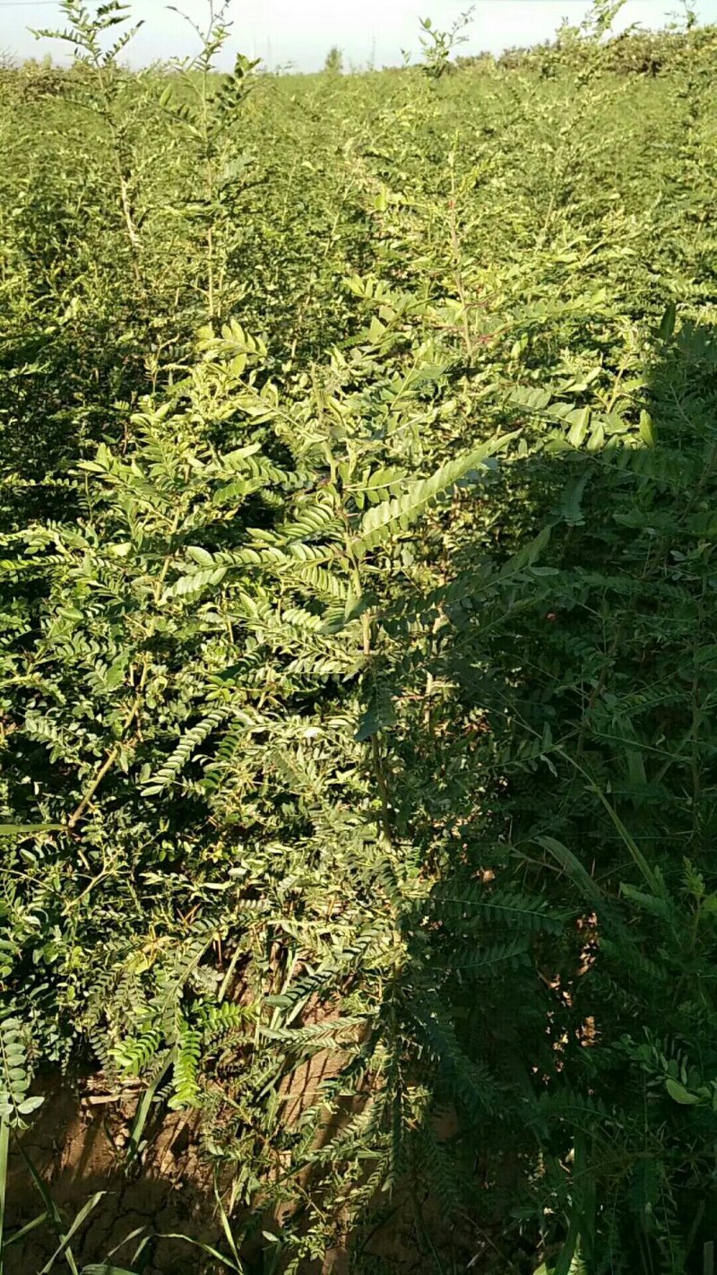 各种水果苗