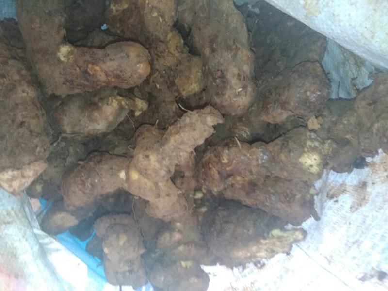 野生土伏苓白肉高粉质，土伏苓煲汤清甜无硫