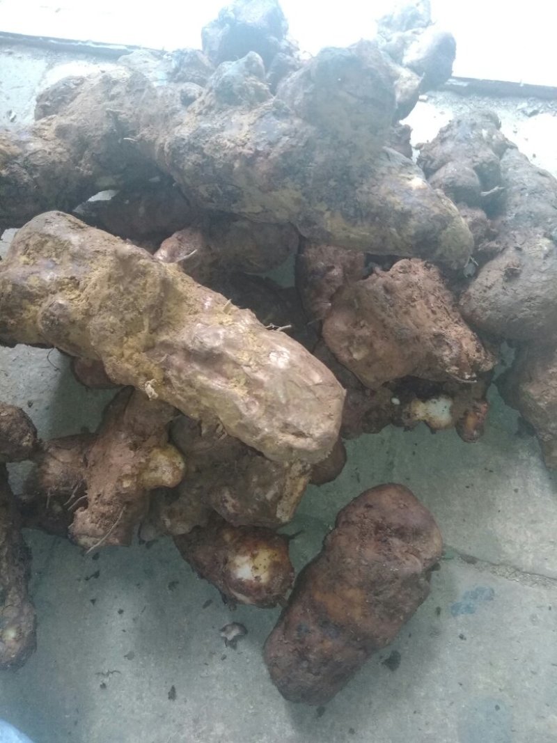 野生土伏苓白肉高粉质，土伏苓煲汤清甜无硫
