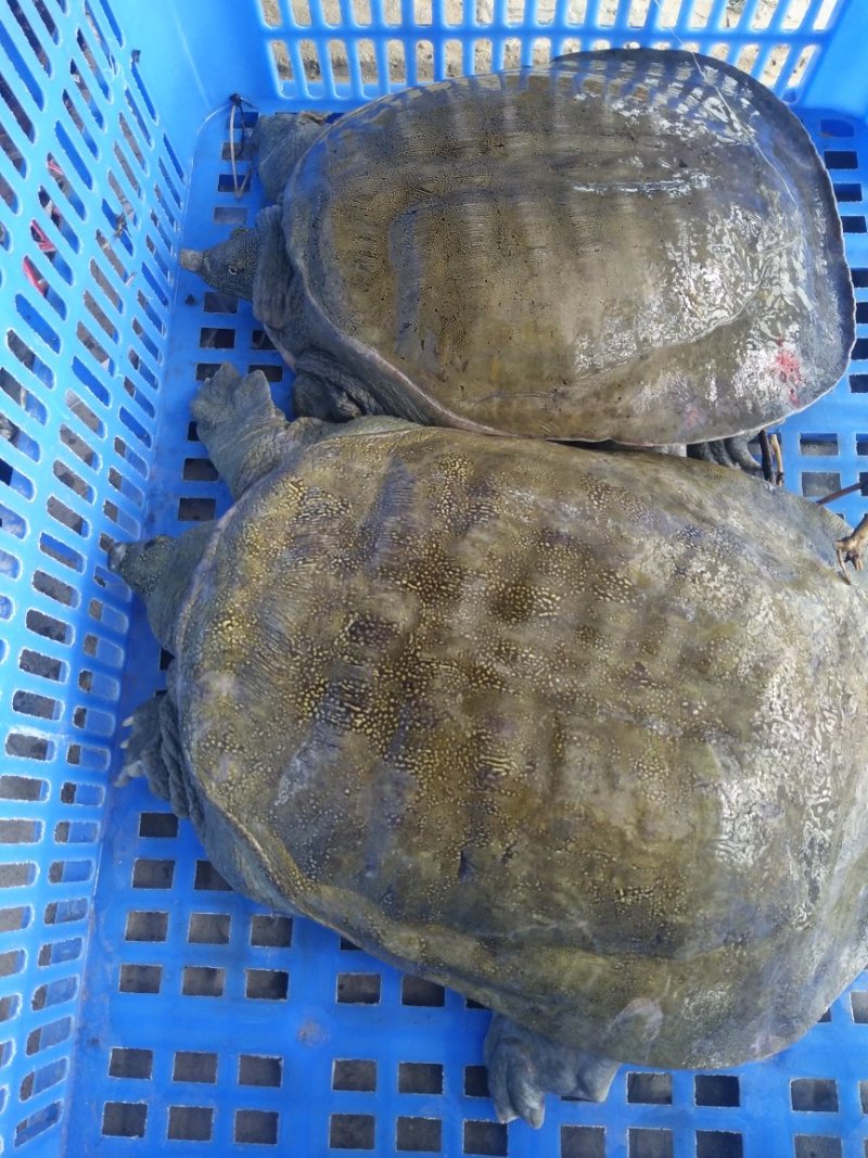 生态甲鱼
