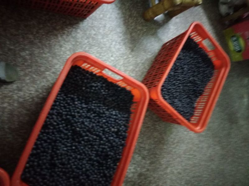 铁莲子，个粒大包满，干度好，无空壳