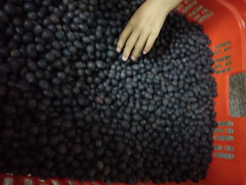 铁莲子，个粒大包满，干度好，无空壳