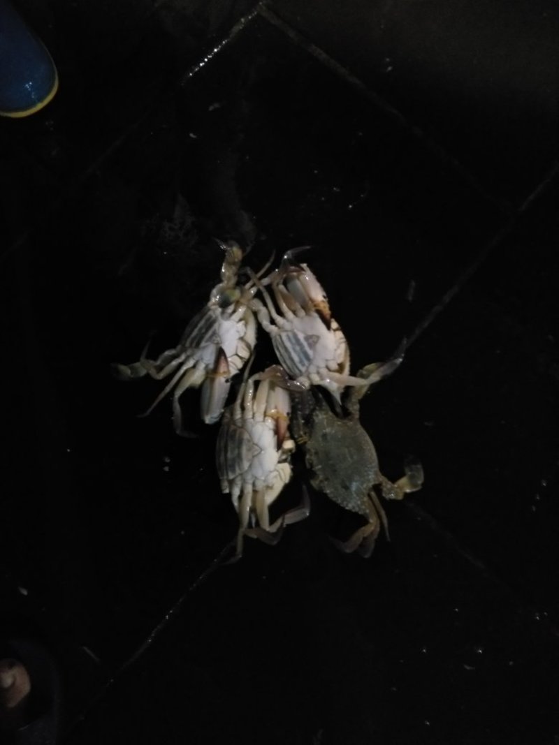 螃蟹食用雄蟹