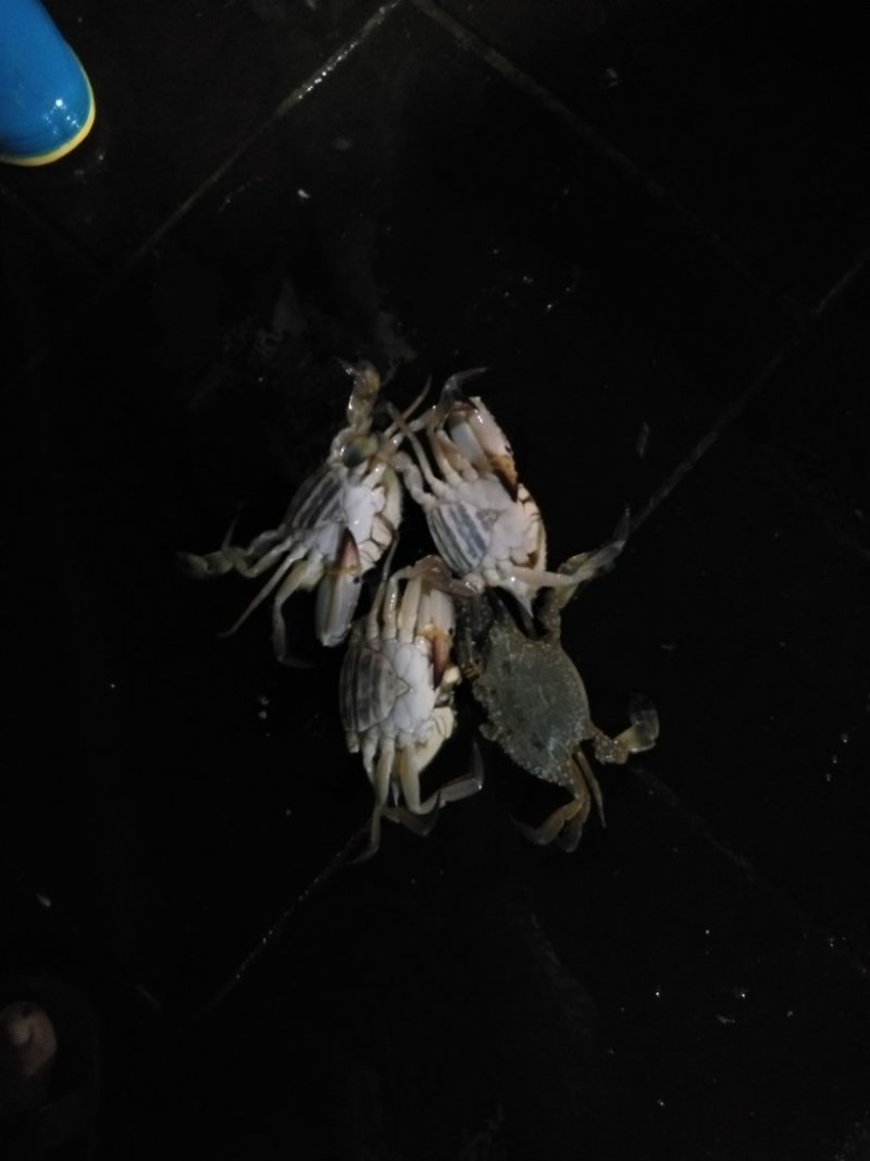 螃蟹食用雄蟹