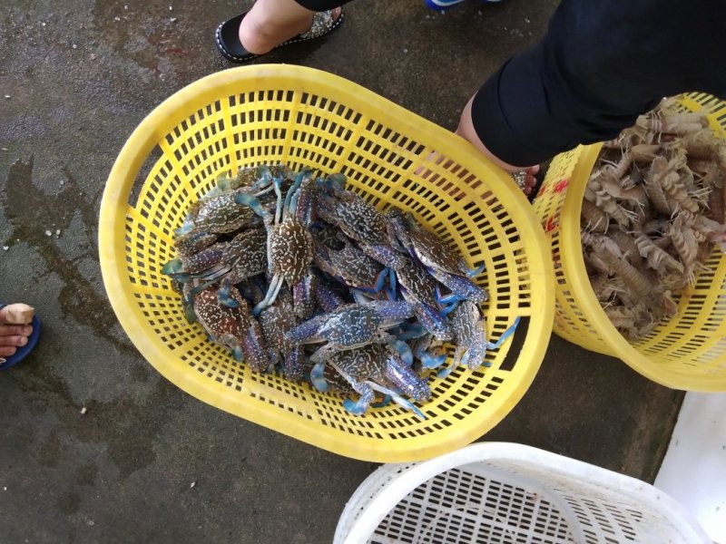 螃蟹食用雄蟹