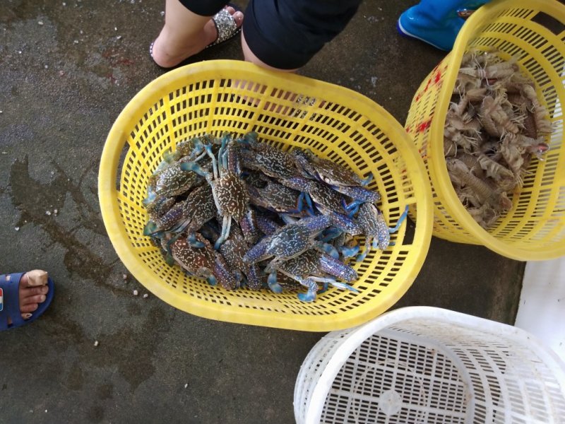 螃蟹食用雄蟹