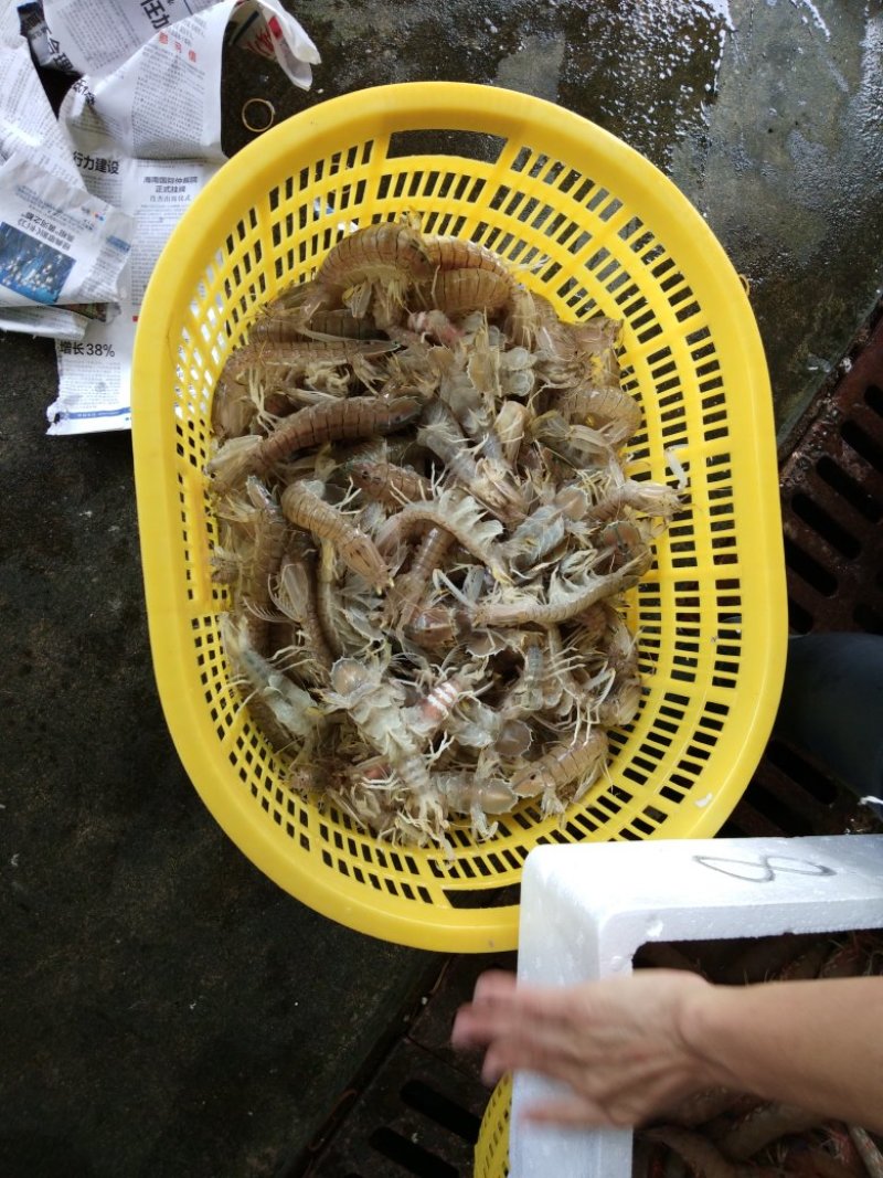 皮皮虾活虾