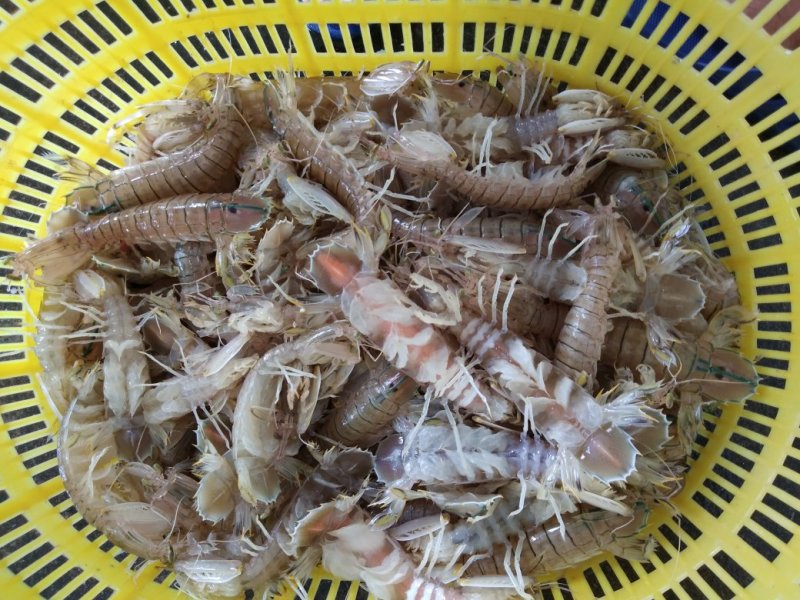 皮皮虾活虾