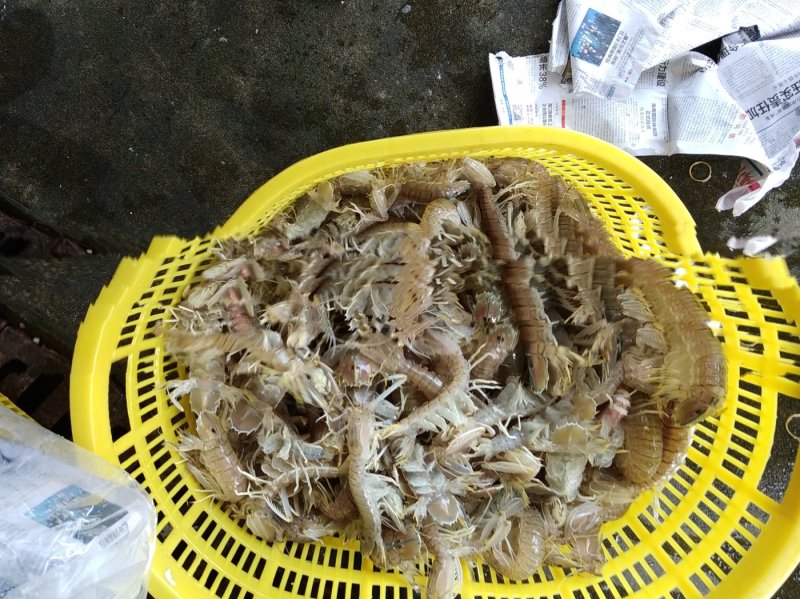 皮皮虾活虾