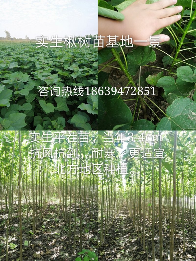 楸树苗