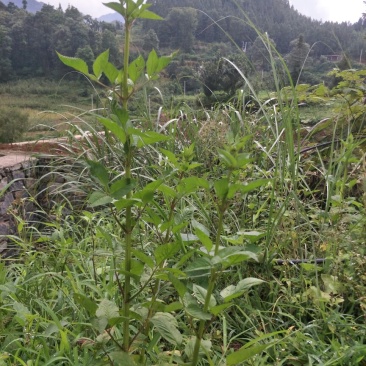 鬼针草