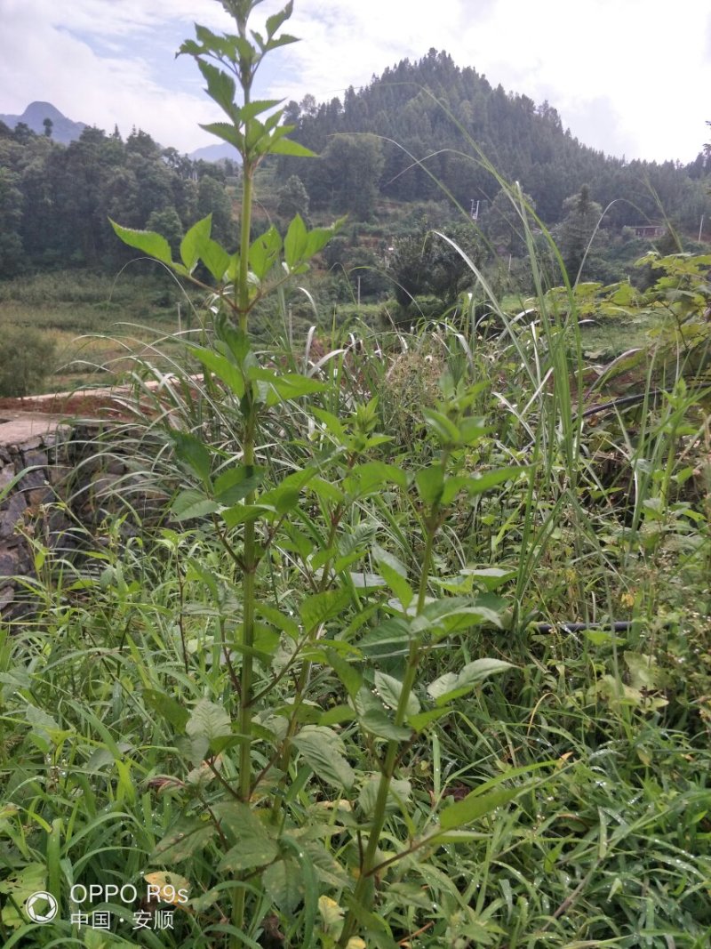 鬼针草