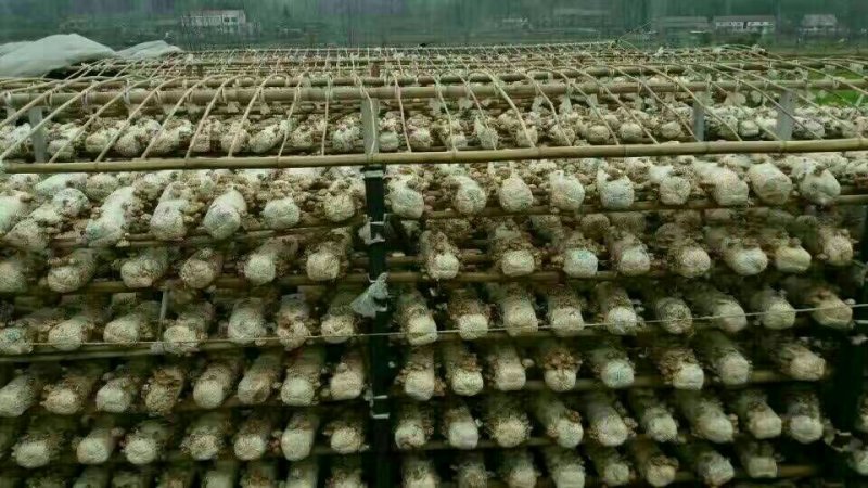 （有好货）2019新货干香菇，量大价优，欢迎批发