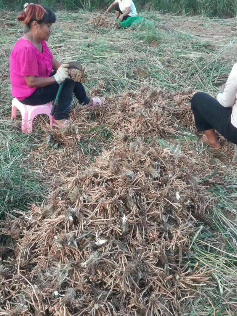 【精选黄花菜种苗】祁东黄花菜种苗可回收鲜花干菜包技术