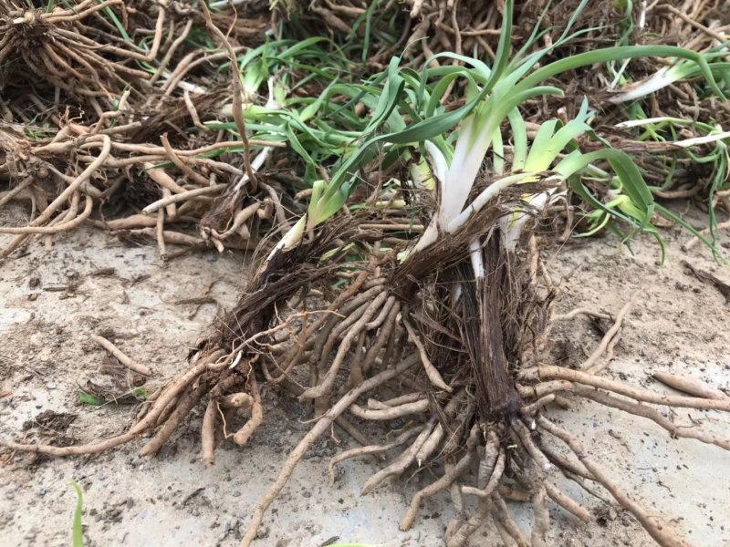 【精选黄花菜种苗】祁东黄花菜种苗可回收鲜花干菜包技术