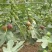 无花果苗，金奥粉，布兰瑞克无花果树苗，大量出售，价格低