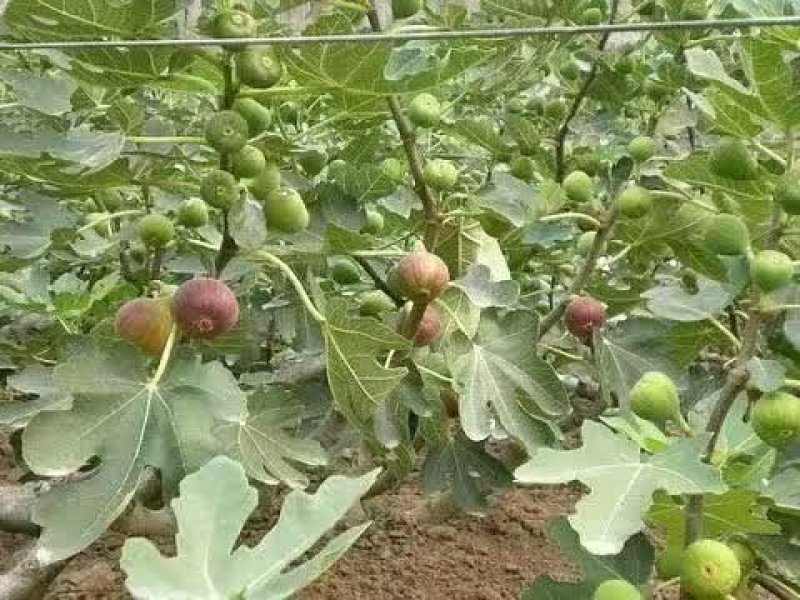 无花果苗，金奥粉，布兰瑞克无花果树苗，大量出售，价格低