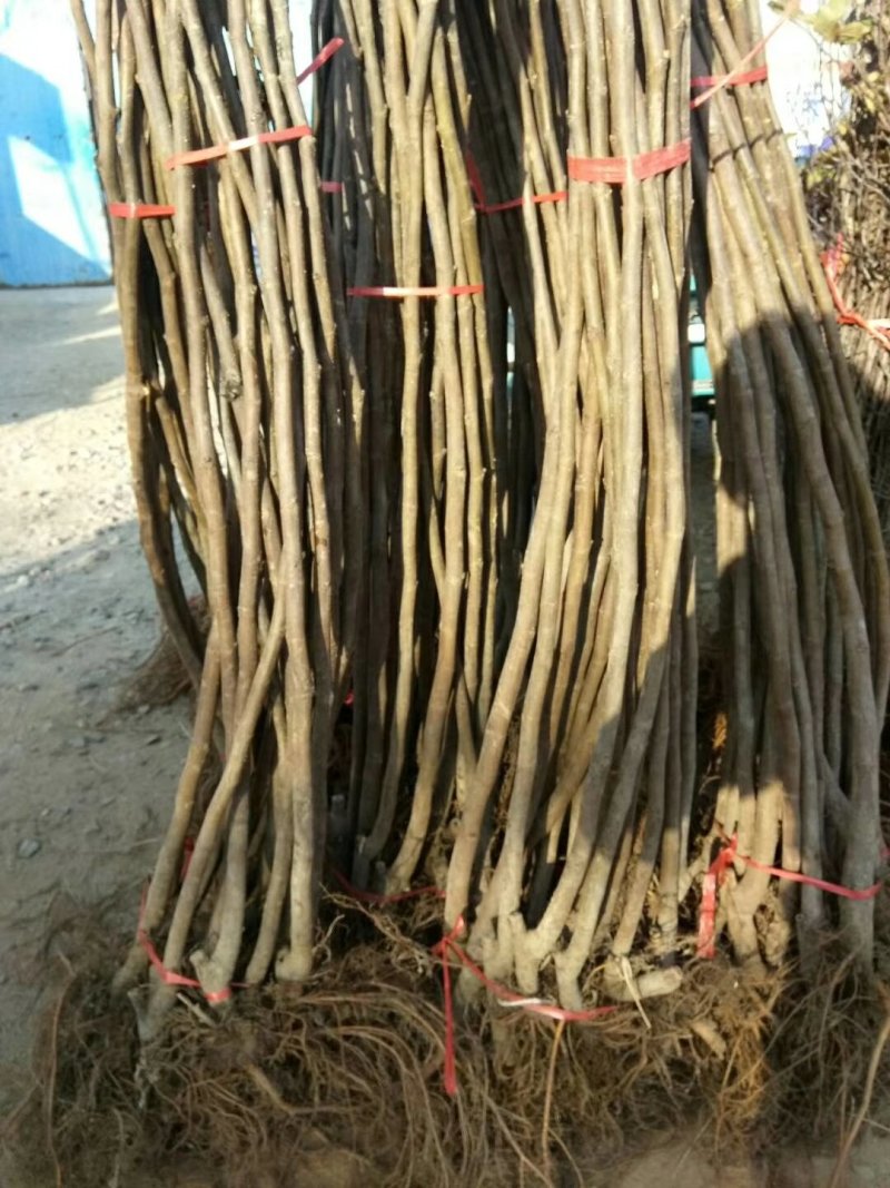 无花果苗，金奥粉，布兰瑞克无花果树苗，大量出售，价格低