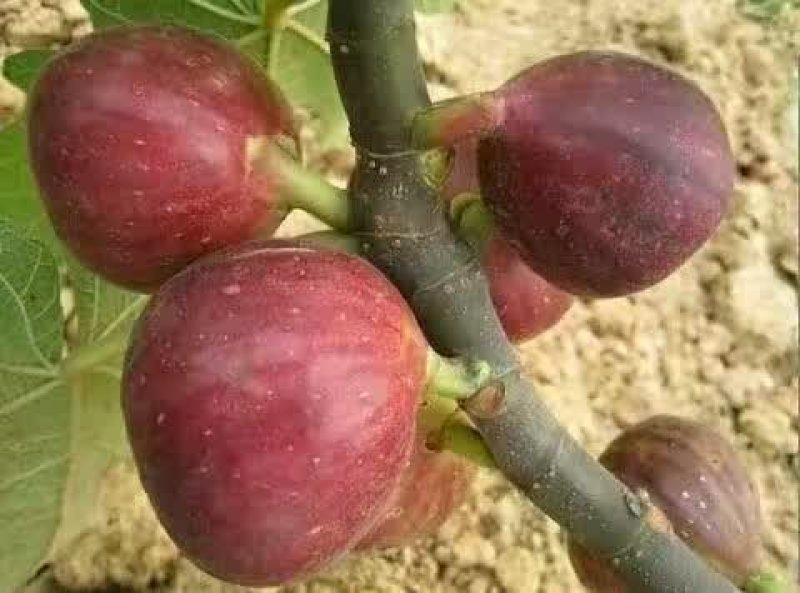 无花果苗，金奥粉，布兰瑞克无花果树苗，大量出售，价格低