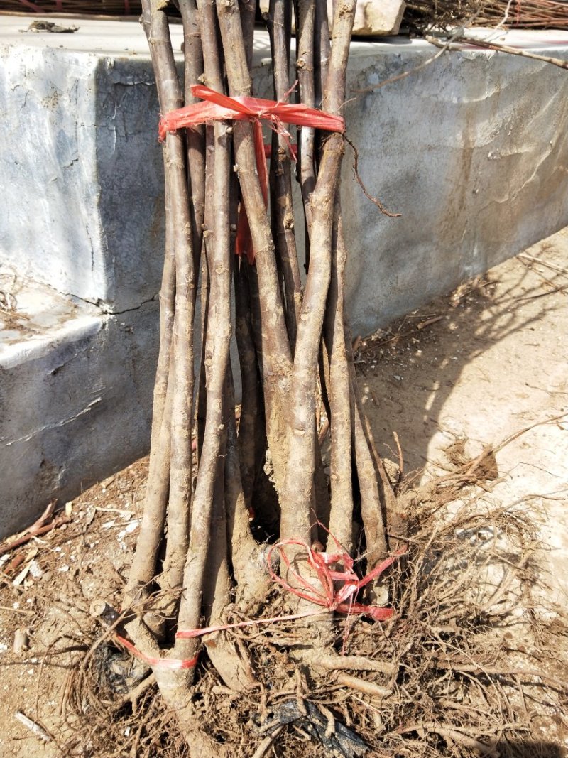无花果苗，金奥粉，布兰瑞克无花果树苗，大量出售，价格低
