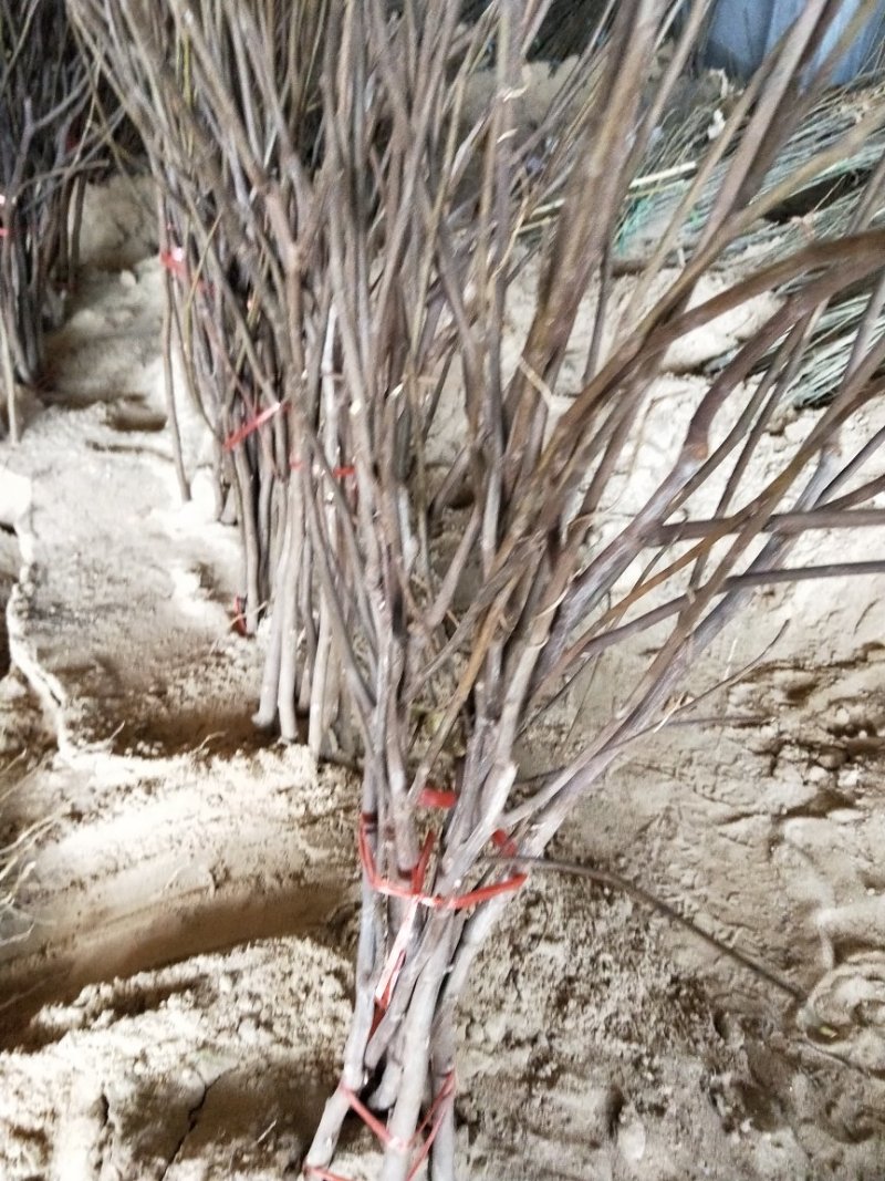 无花果苗，金奥粉，布兰瑞克无花果树苗，大量出售，价格低