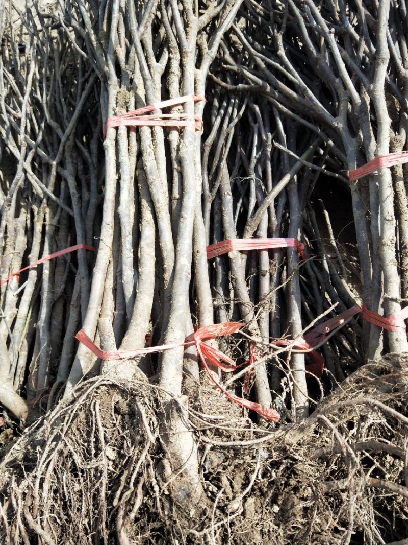 无花果苗，金奥粉，布兰瑞克无花果树苗，大量出售，价格低