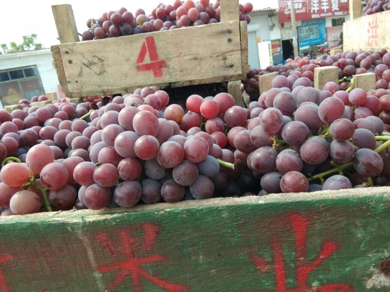 巨峰二茬葡萄