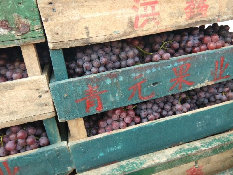 巨峰二茬葡萄