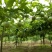 紫香一号百香果