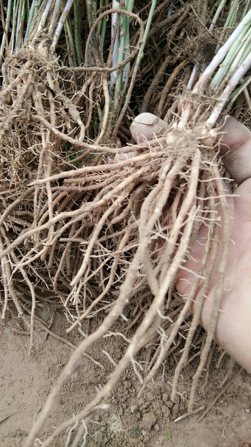 高产芦笋苗种根种苗包成活包发芽20条根以上