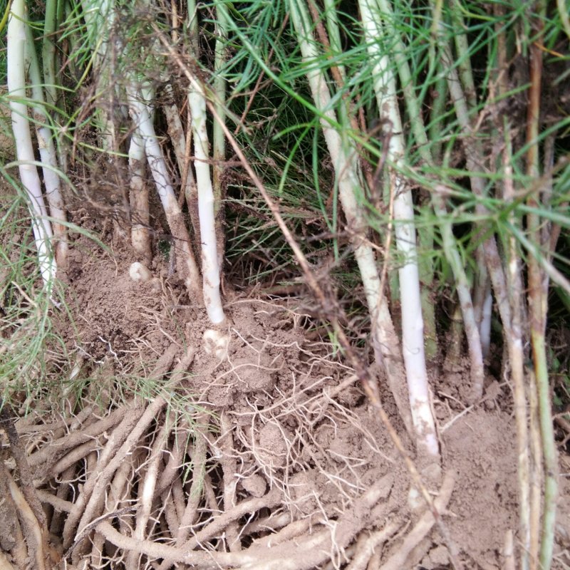 高产芦笋苗种根种苗包成活包发芽20条根以上