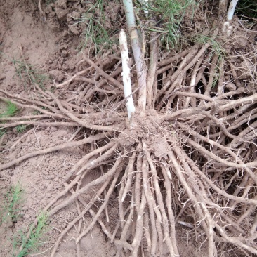 高产芦笋苗种根种苗包成活包发芽20条根以上