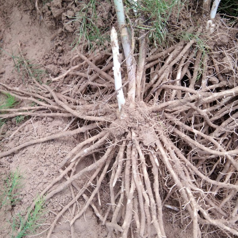 高产芦笋苗种根种苗包成活包发芽20条根以上