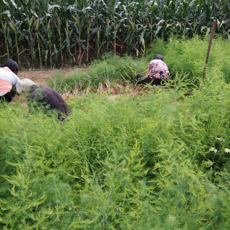 高产芦笋苗种根种苗包成活包发芽20条根以上