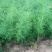 高产芦笋苗种根种苗包成活包发芽20条根以上