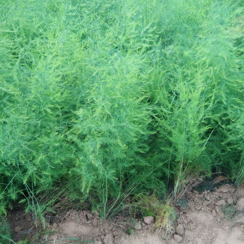 高产芦笋苗种根种苗包成活包发芽20条根以上