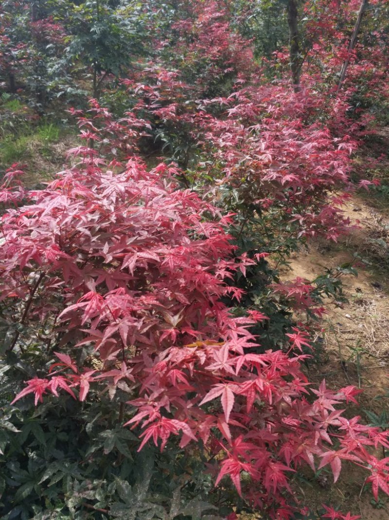 日本红枫盆景多年老桩，山东省日照市莒县