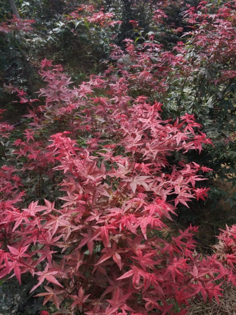 日本红枫盆景多年老桩，山东省日照市莒县