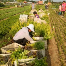 金叶女贞供应金叶女贞价格金叶女贞基地