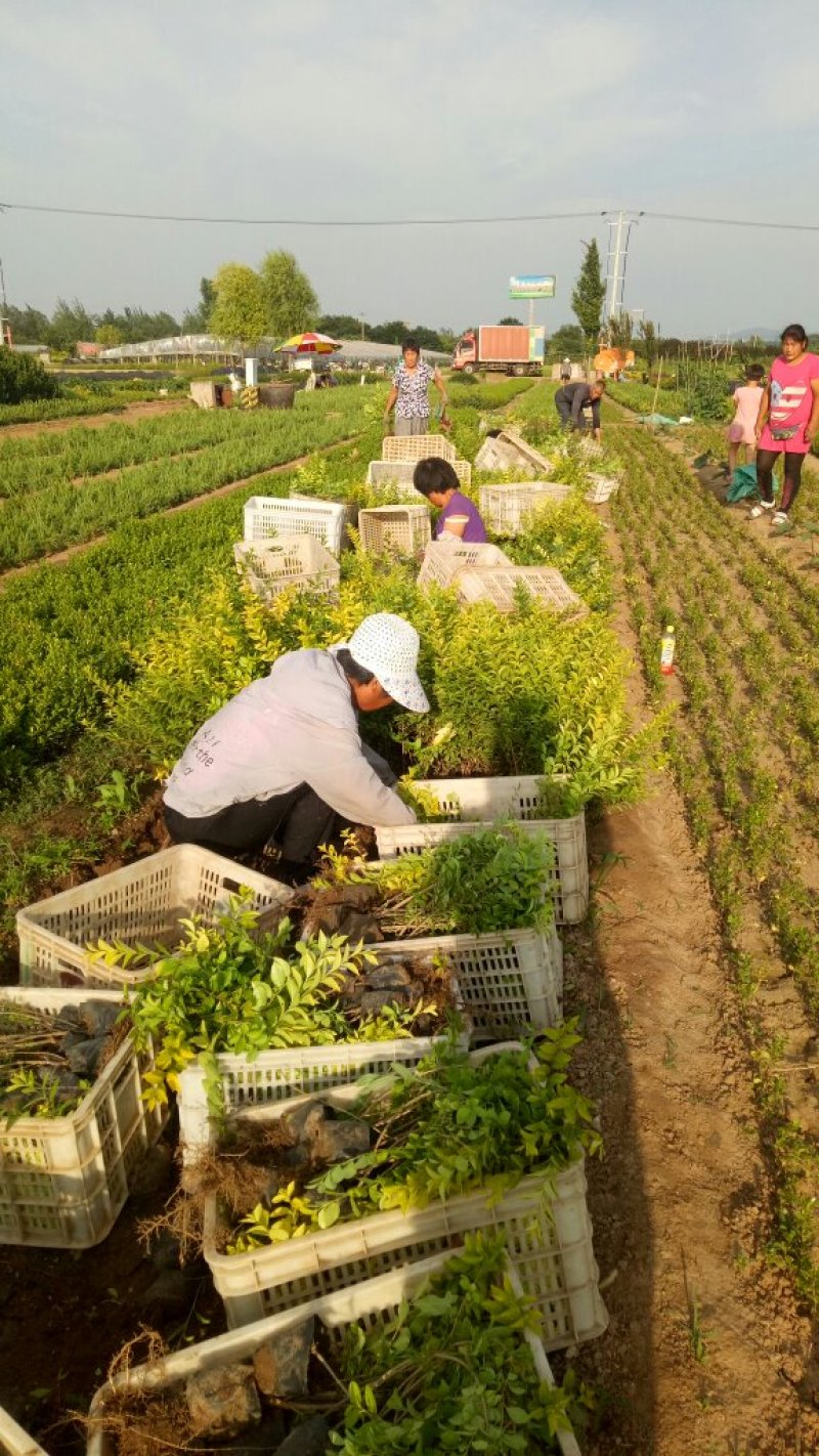 金叶女贞供应金叶女贞价格金叶女贞基地