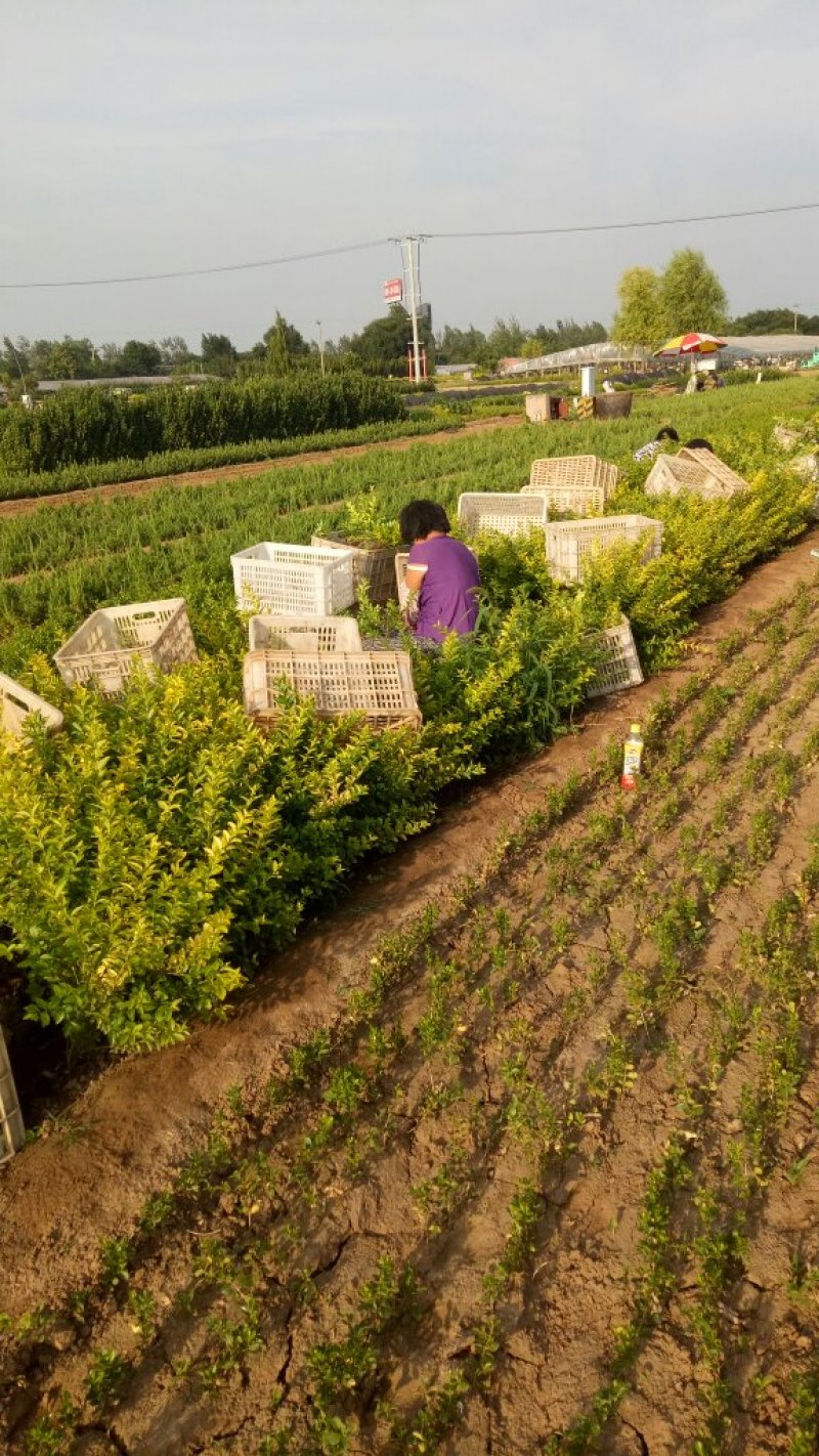 金叶女贞供应金叶女贞价格金叶女贞基地