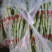 精品白无丝豆豆王