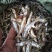 小鱼干无盐5-6cm