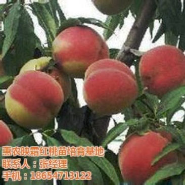 金秋红密