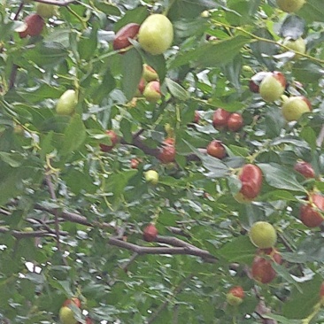 朝阳脆枣